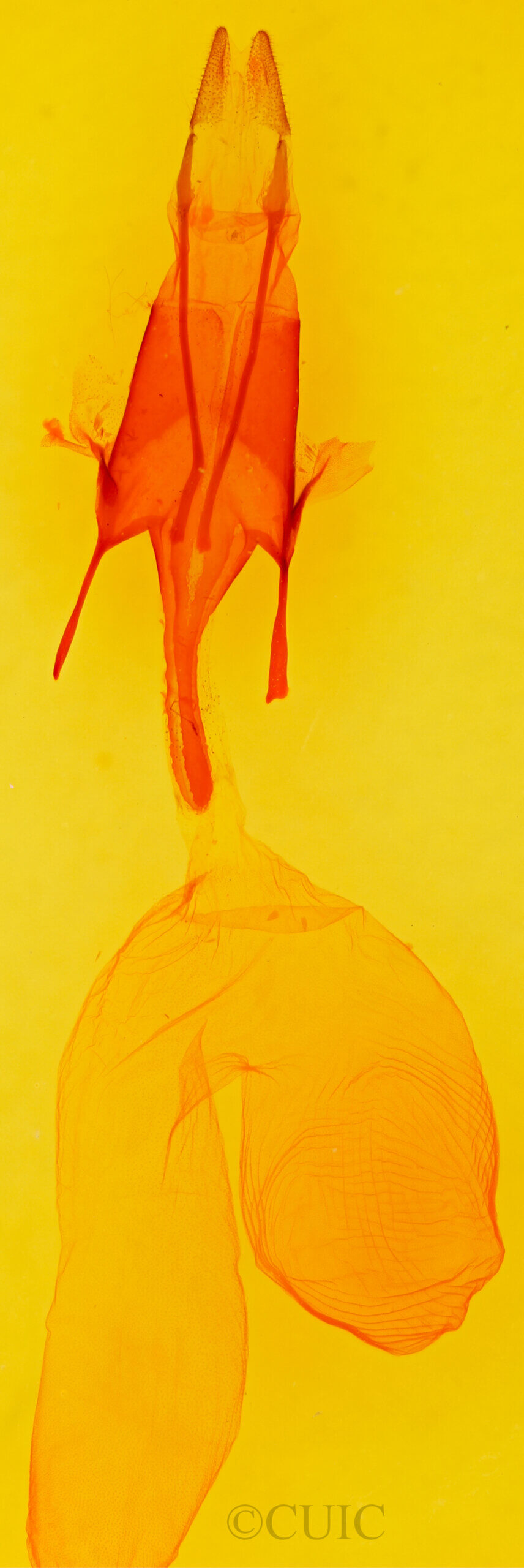genitalia view of adult Euxoa divergens