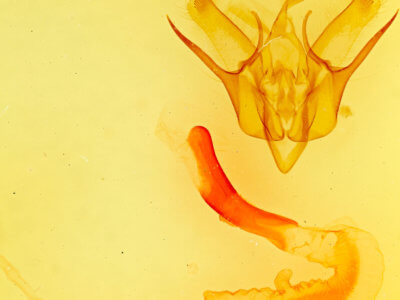 genitalia view of adult Euxoa flavidens