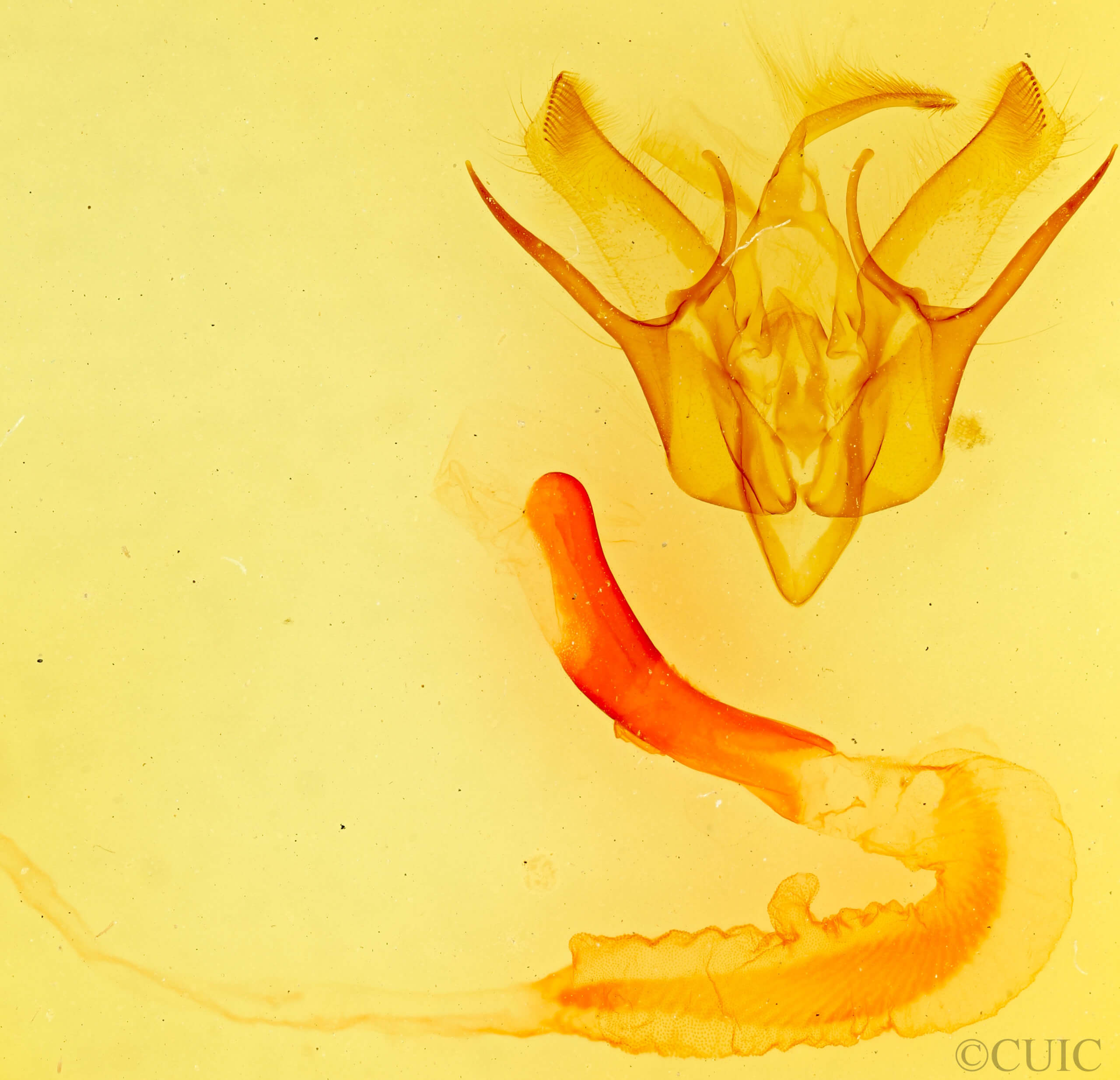 genitalia view of adult Euxoa flavidens