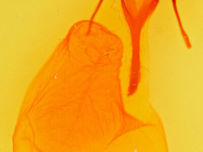 genitalia view of adult Euxoa  flavidens