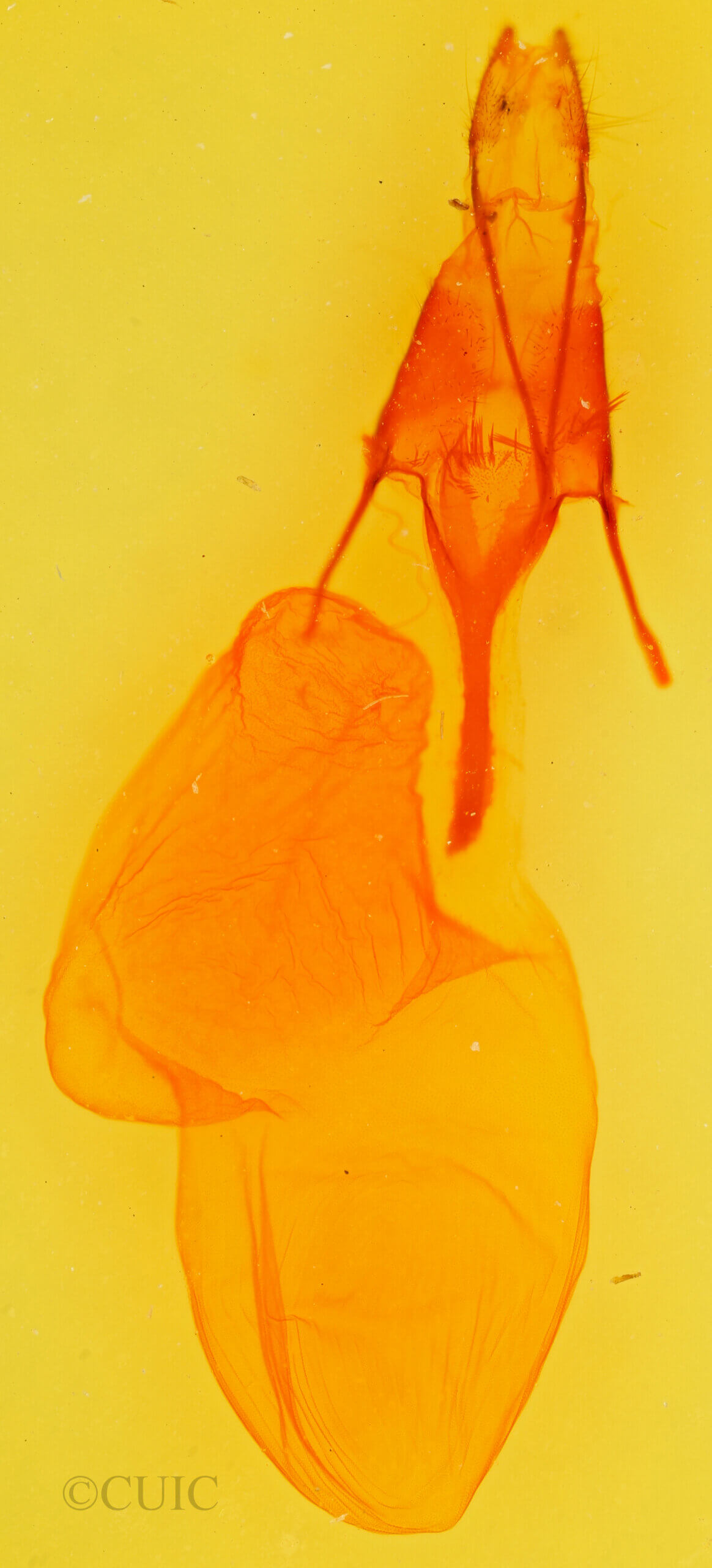 genitalia view of adult Euxoa  flavidens