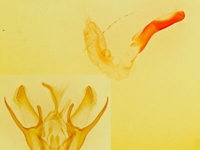 genitalia view of adult Euxoa infracta