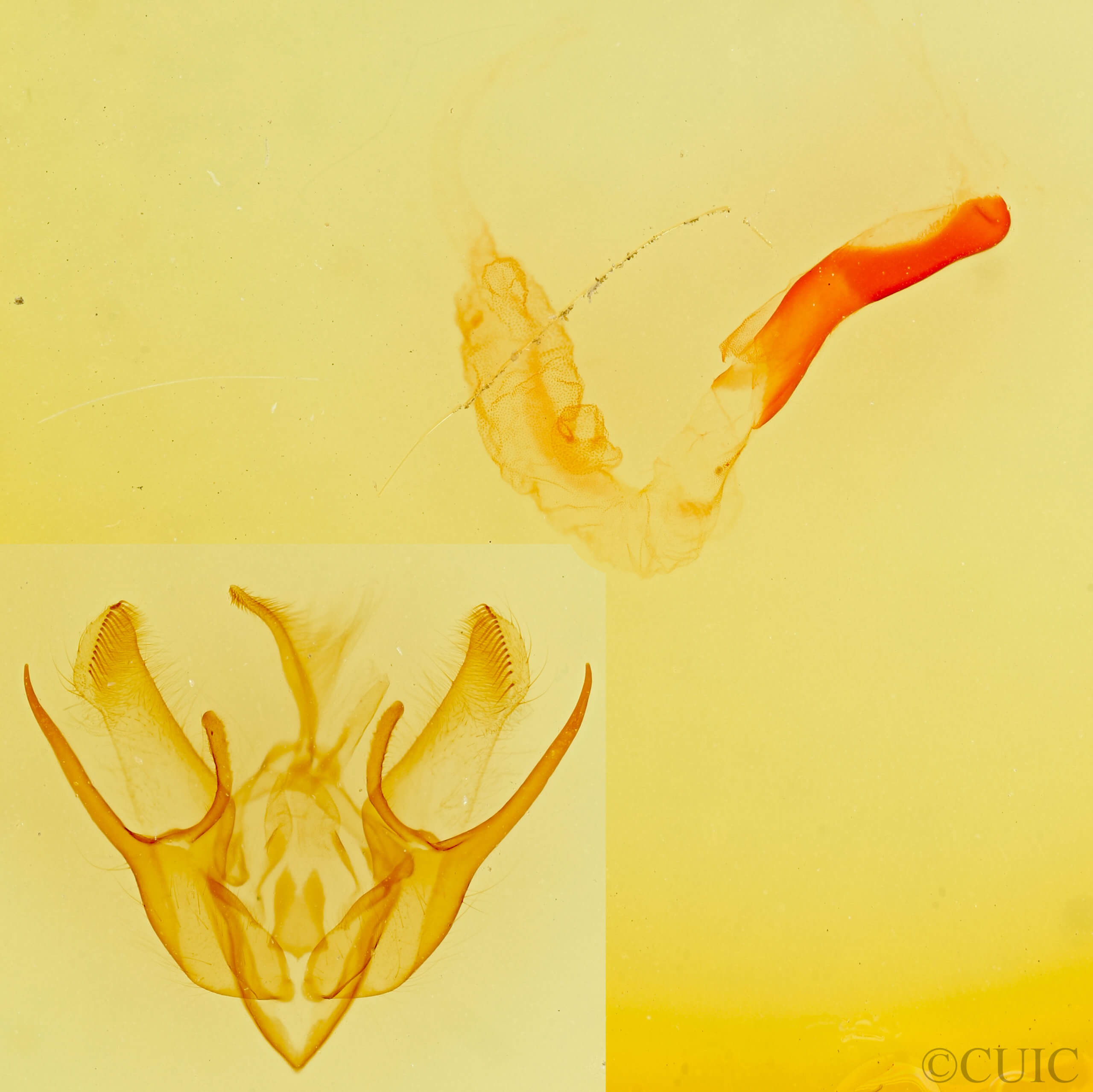 genitalia view of adult Euxoa infracta