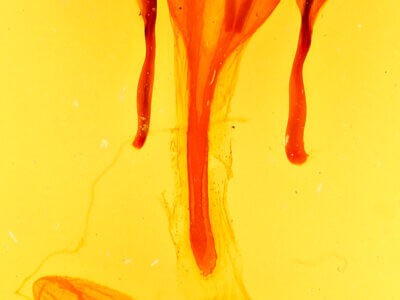 genitalia view of adult Euxoa infracta