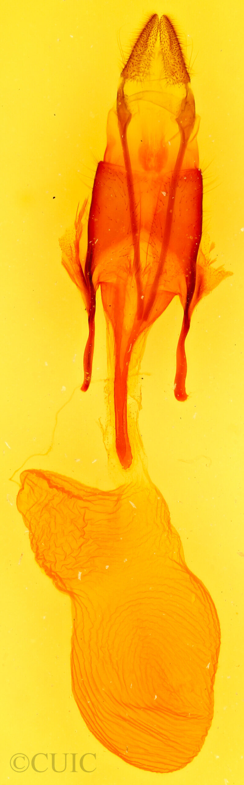 genitalia view of adult Euxoa infracta