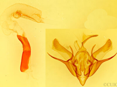 genitalia view of adult Euxoa campestris
