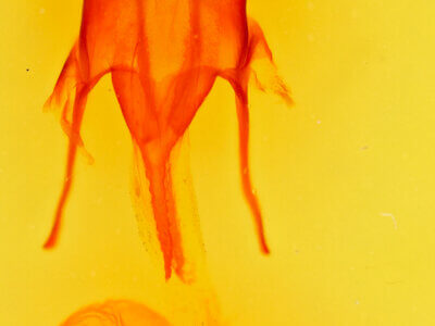 genitalia view of adult Euxoa campestris