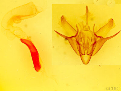 genitalia view of adult Euxoa declarata