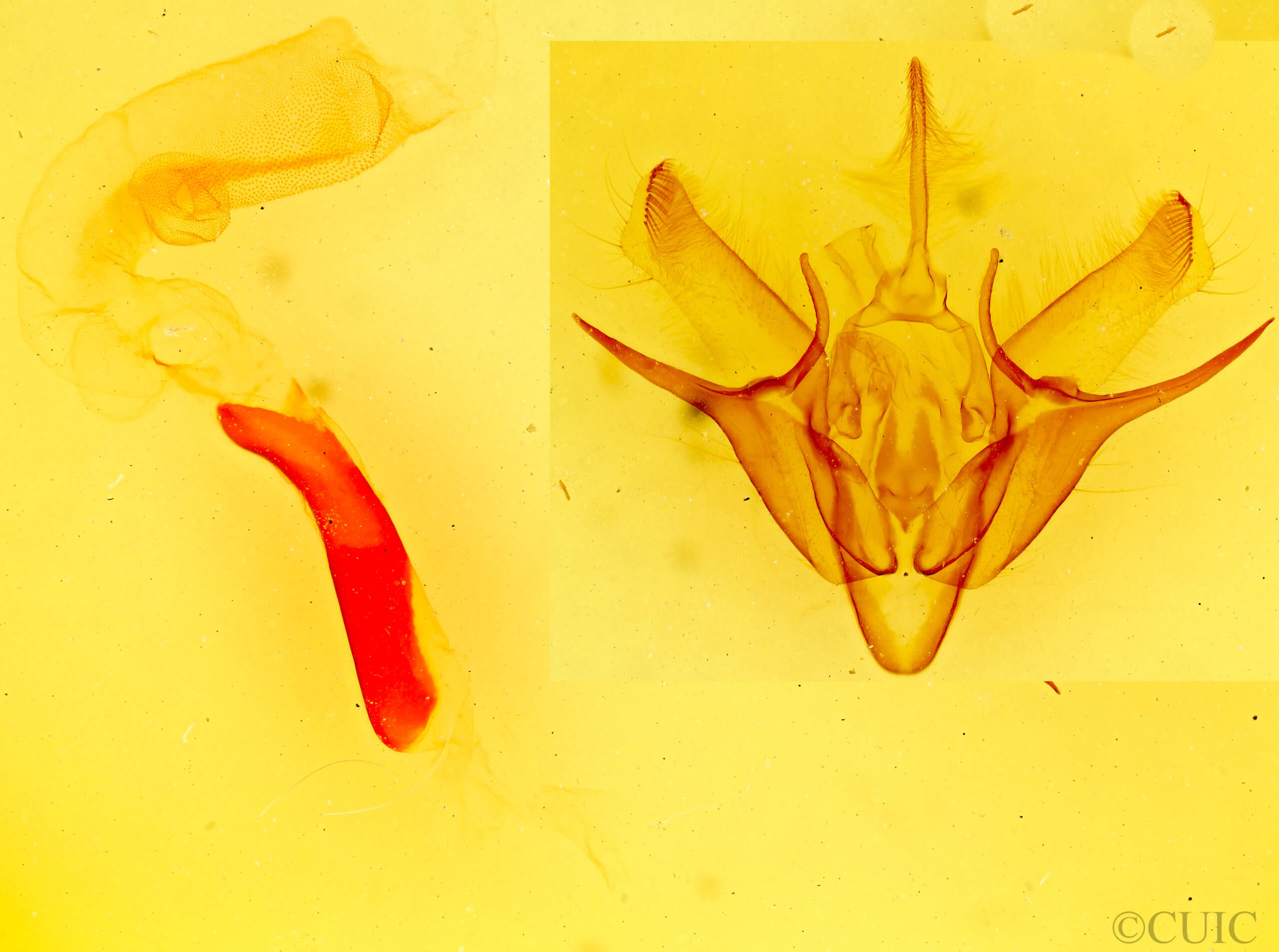 genitalia view of adult Euxoa declarata