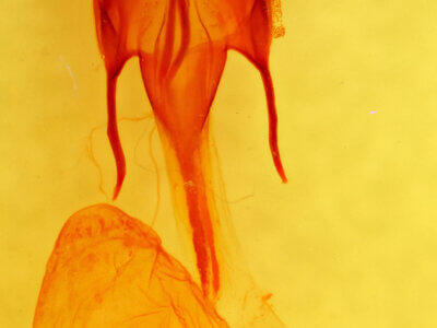 genitalia view of adult Euxoa declarata