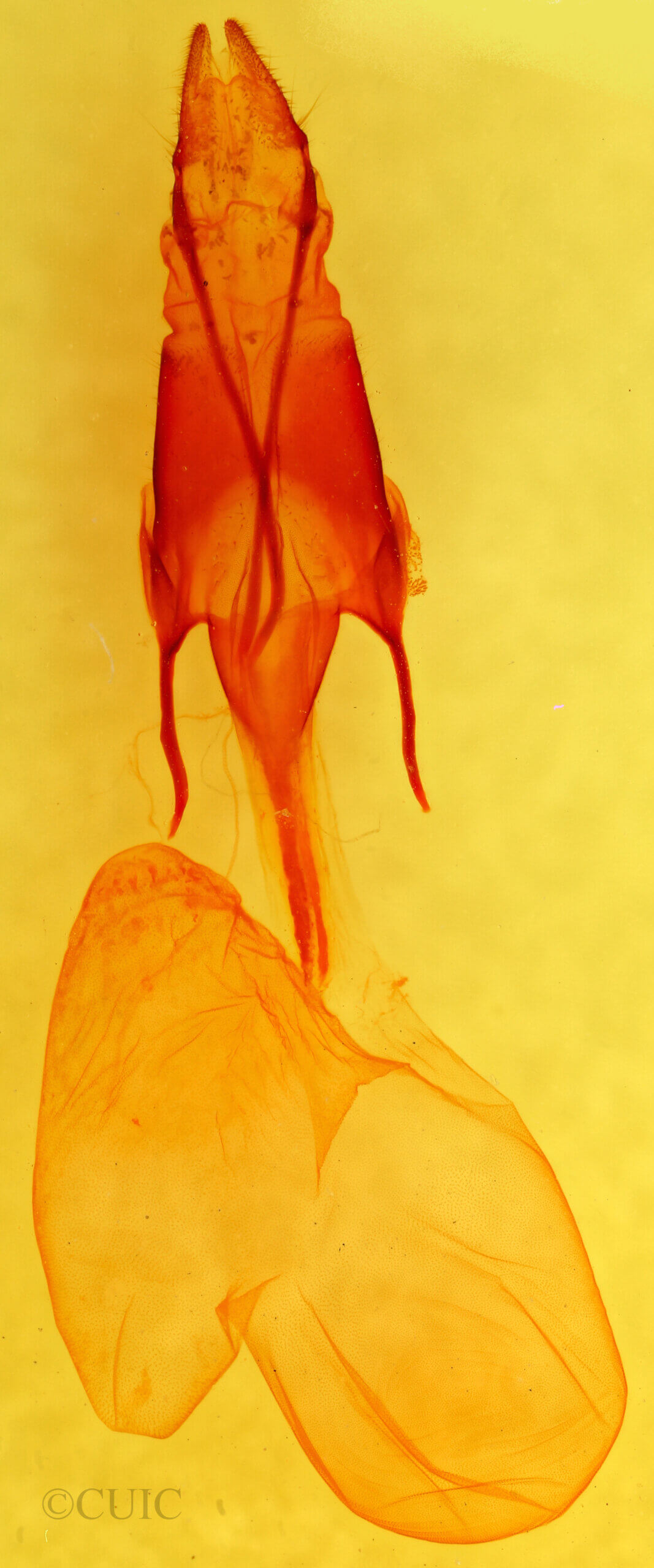 genitalia view of adult Euxoa declarata