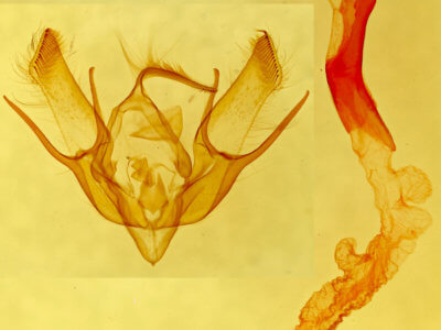 genitalia view of adult Euxoa foeminalis