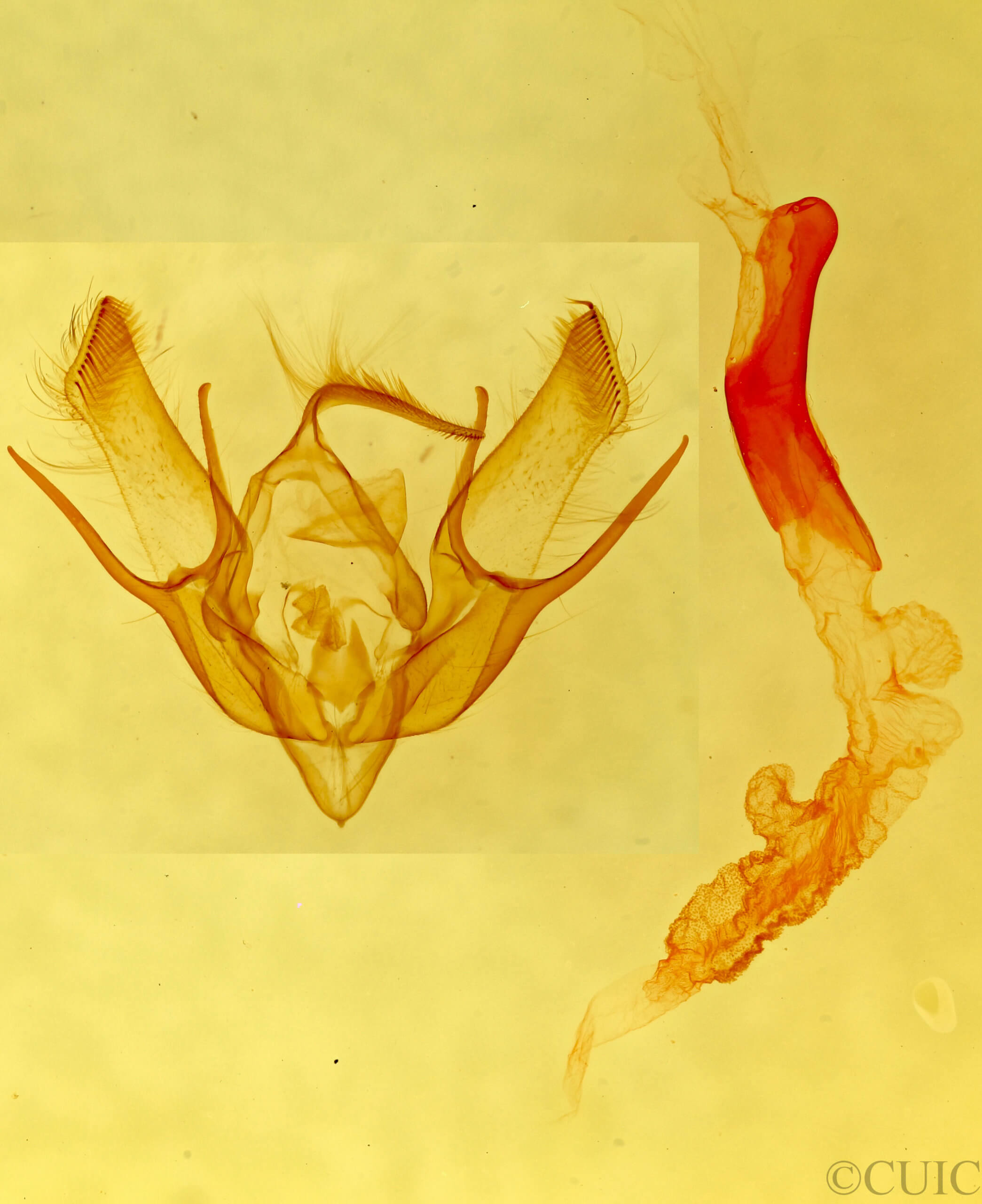 genitalia view of adult Euxoa foeminalis