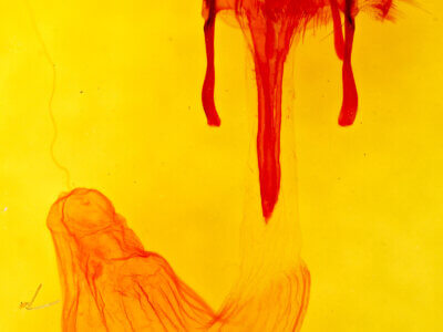 genitalia view of adult Euxoa foeminalis