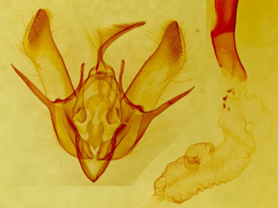 genitalia view of adult Euxoa basalis