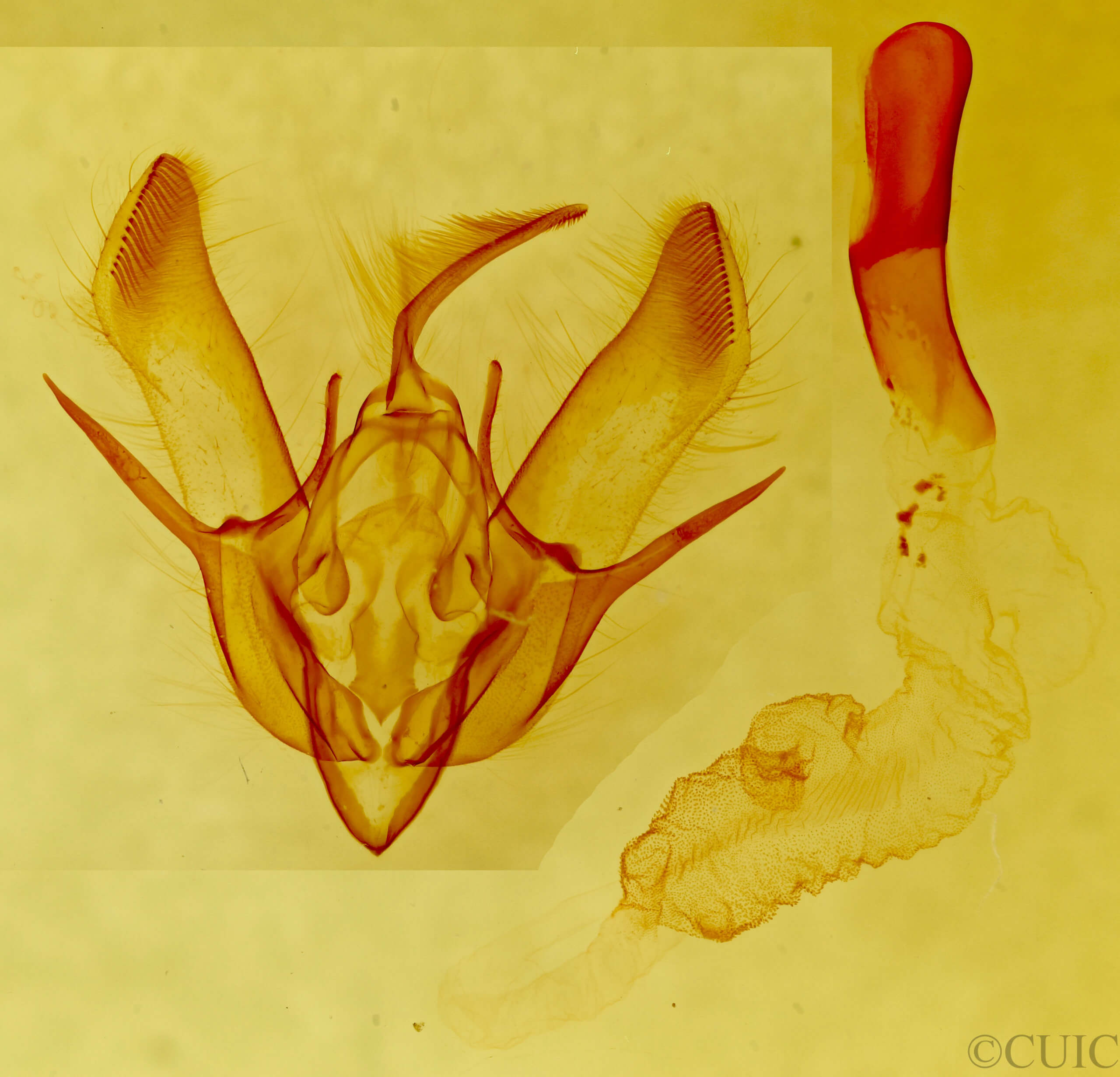 genitalia view of adult Euxoa basalis