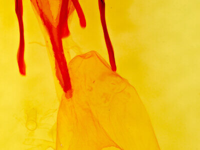 genitalia view of adult Euxoa conjuncta