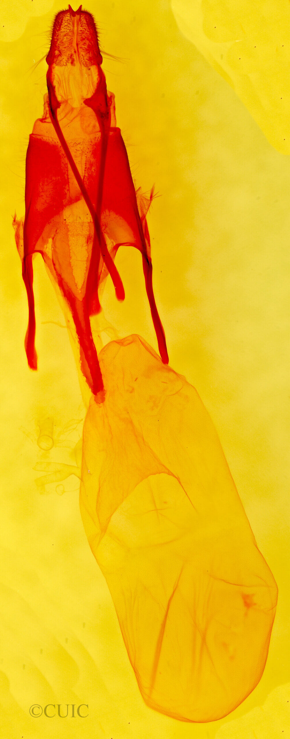 genitalia view of adult Euxoa conjuncta