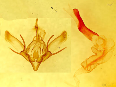 genitalia view of adult Euxoa aequalis alko