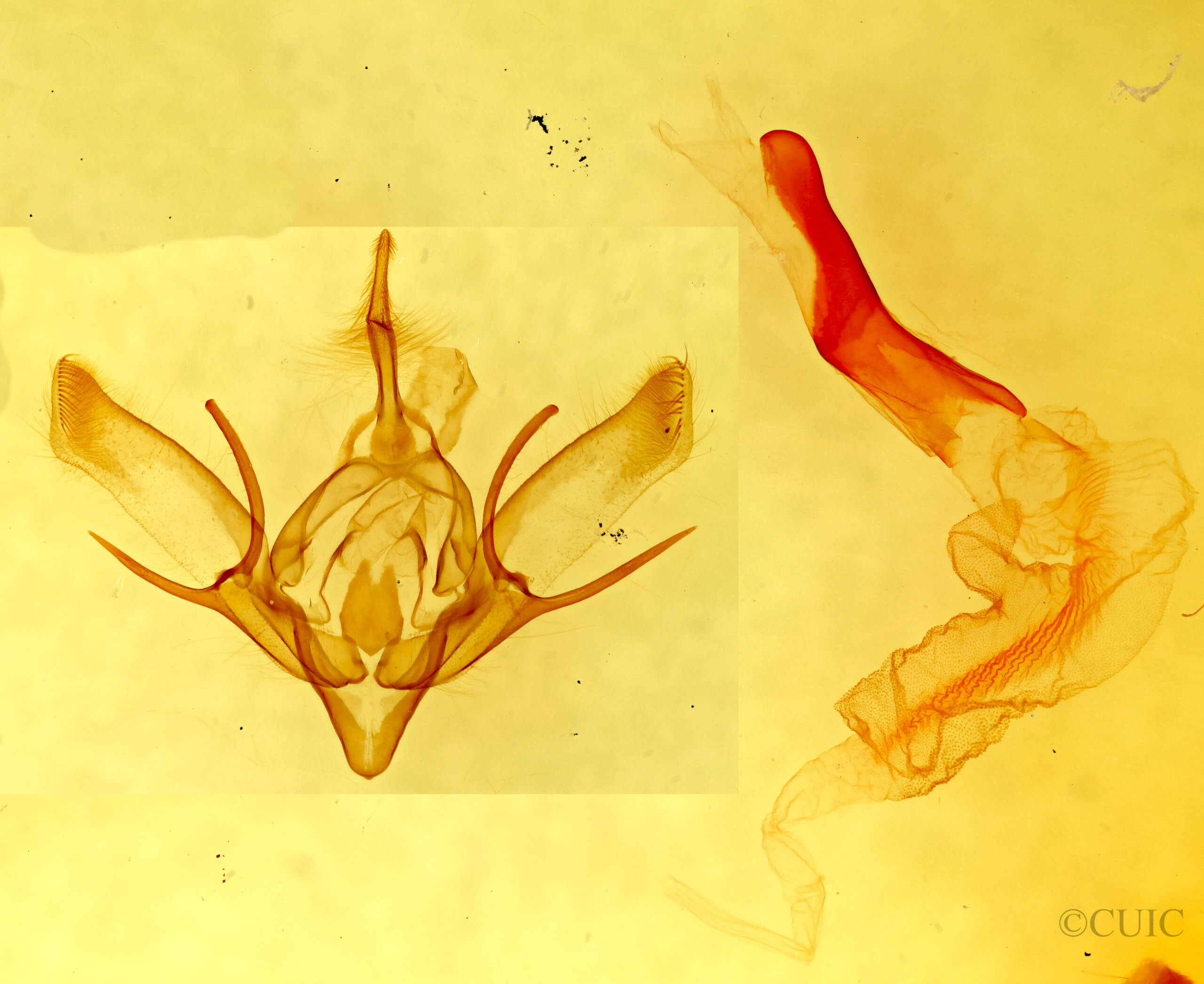 genitalia view of adult Euxoa aequalis alko