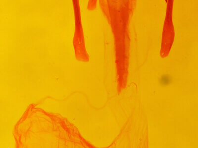 genitalia view of adult Euxoa aequalis alko