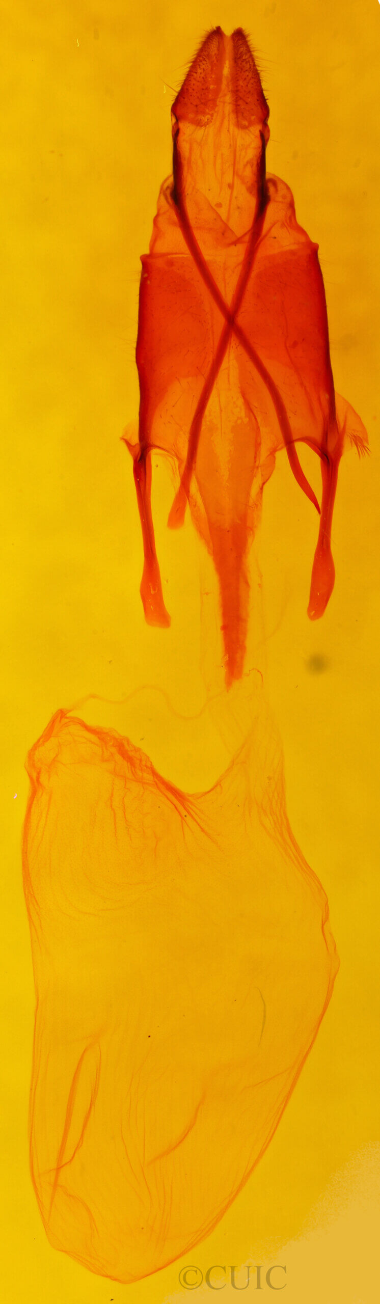 genitalia view of adult Euxoa aequalis alko