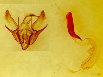 genitalia view of adult Euxoa stigmatalis