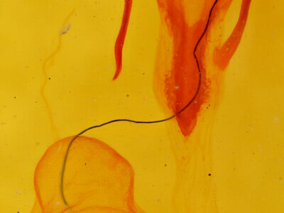 genitalia view of adult Euxoa stigmatalis