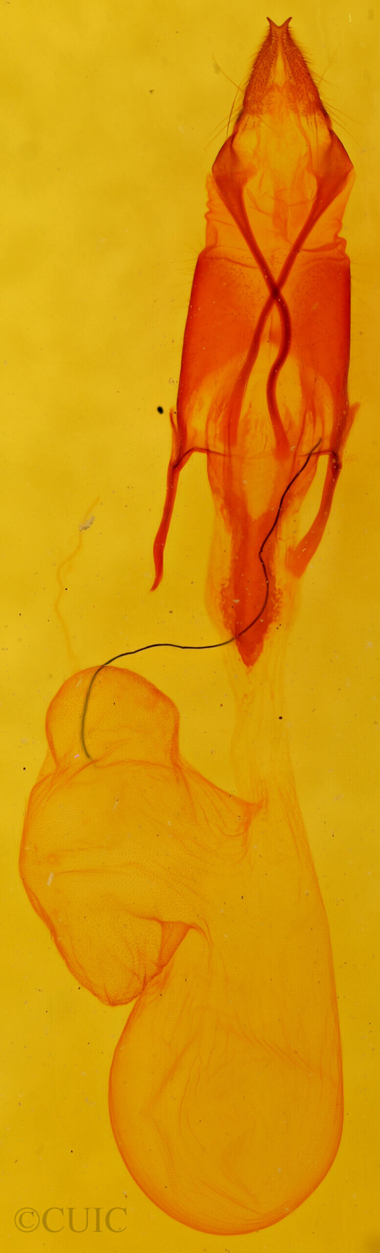 genitalia view of adult Euxoa stigmatalis