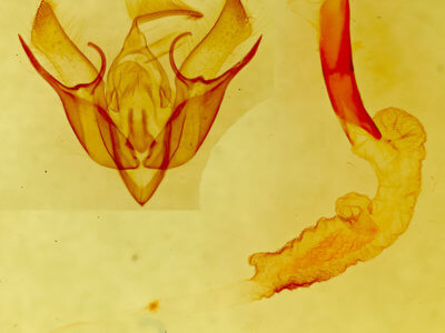 genitalia view of adult Euxoa olivia