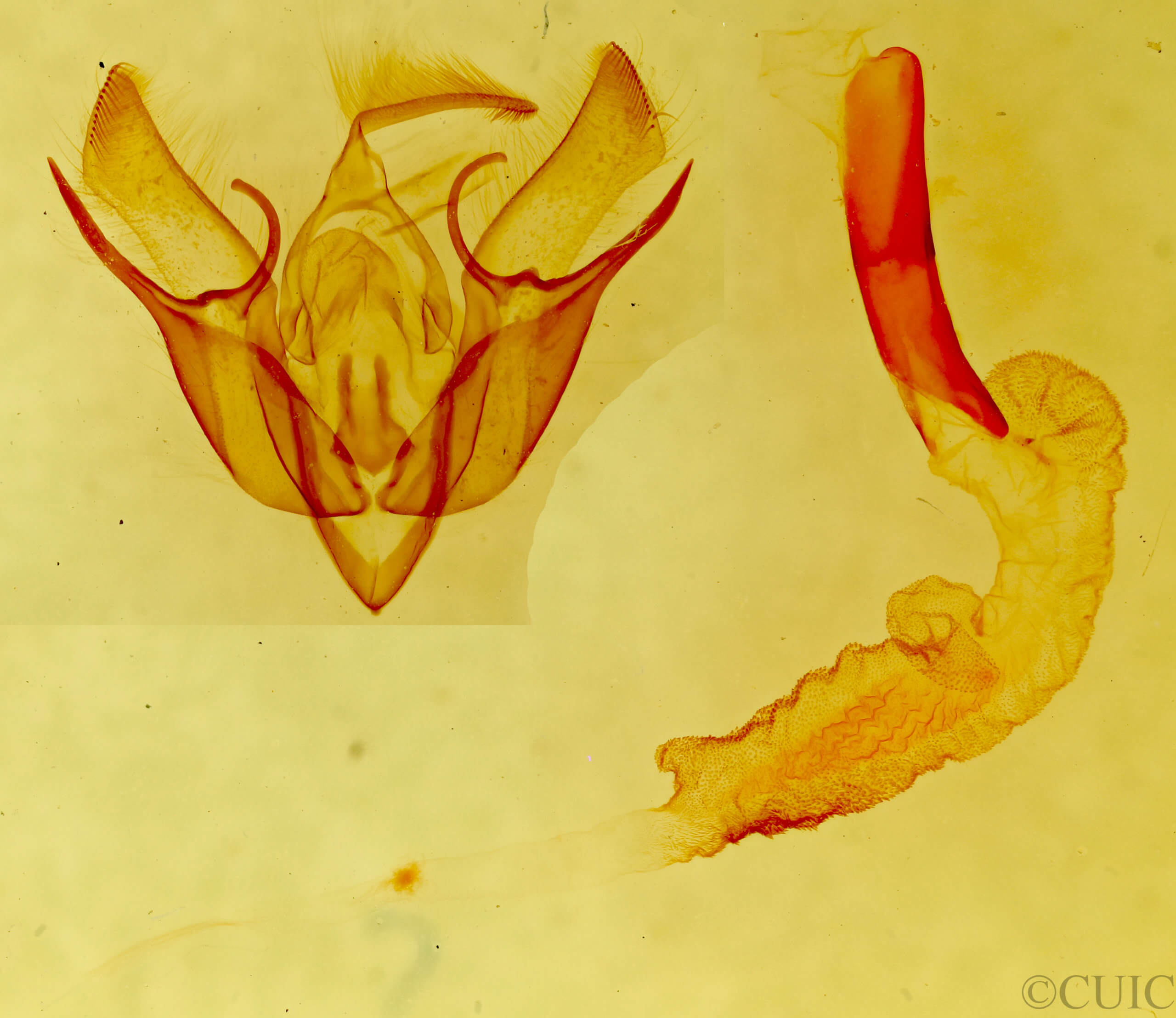 genitalia view of adult Euxoa olivia