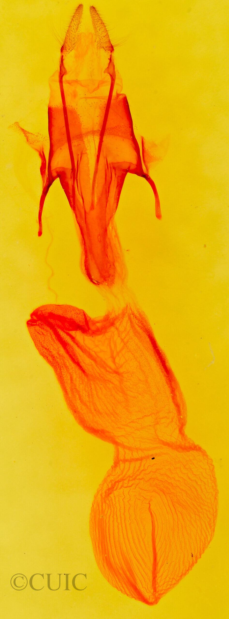 genitalia view of adult Euxoa olivia
