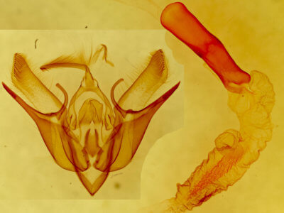 genitalia view of adult Euxoa olivia