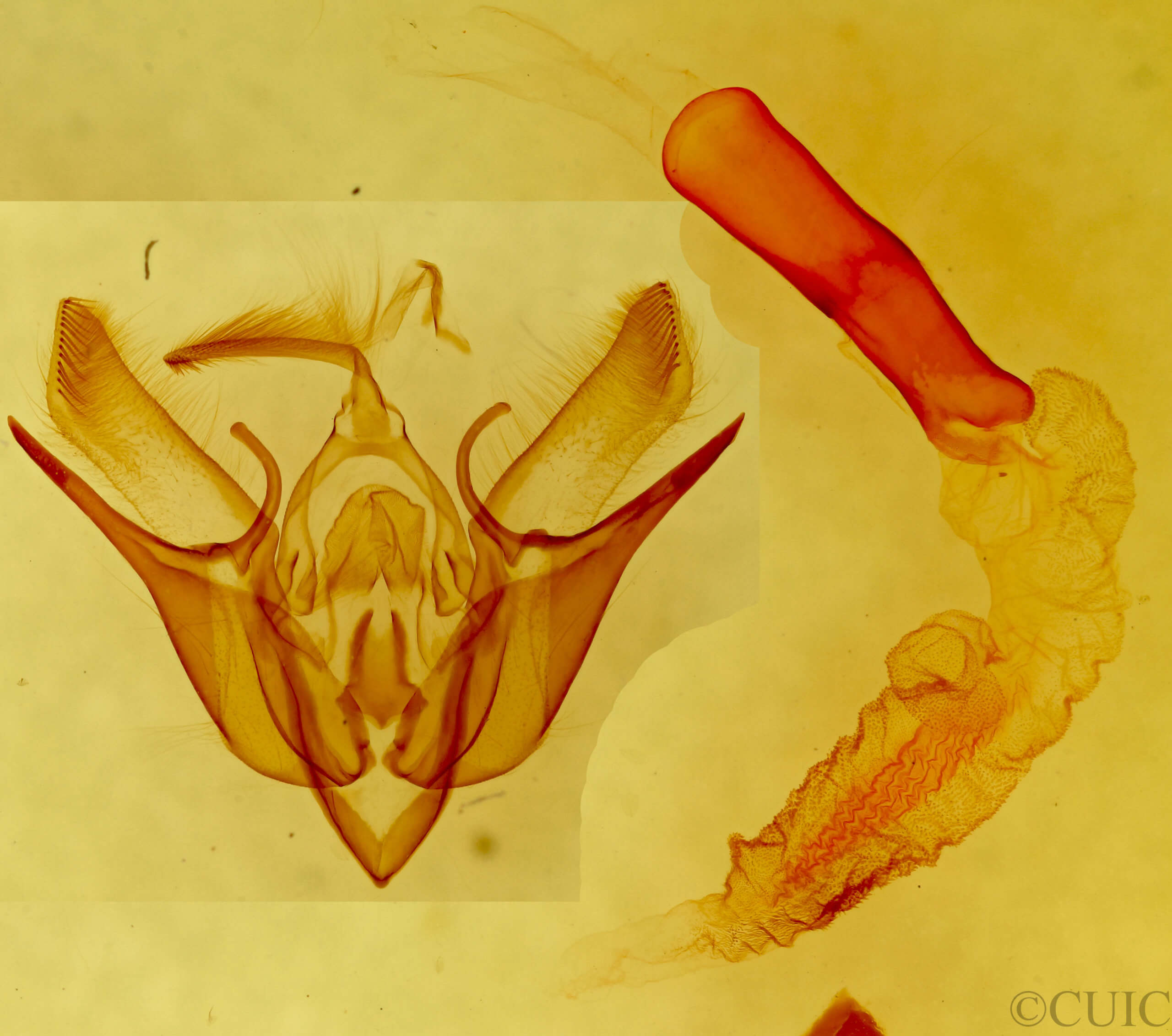 genitalia view of adult Euxoa olivia