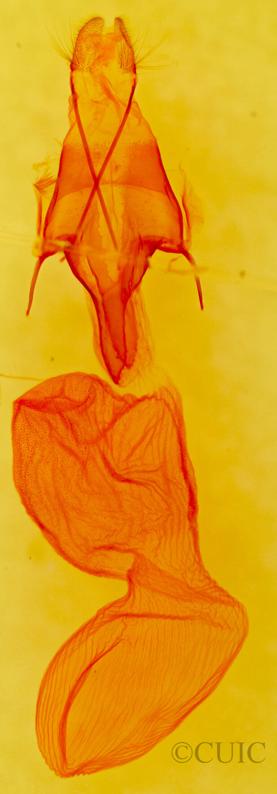 genitalia view of adult Euxoa olivia