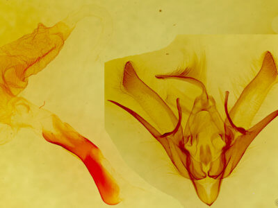 genitalia view of adult Euxoa sculptilis