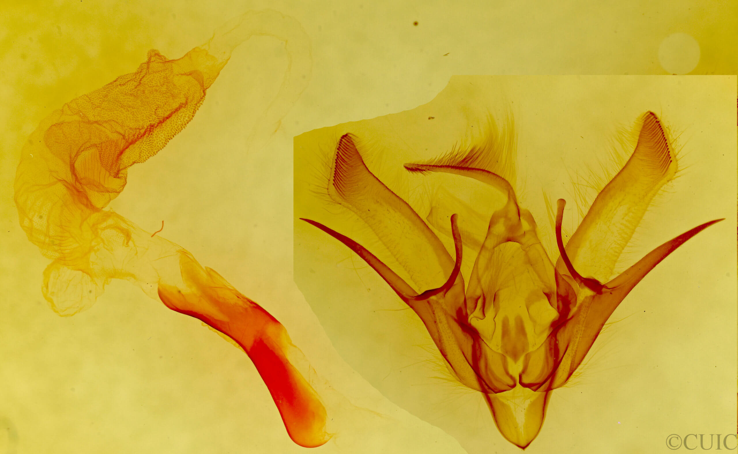 genitalia view of adult Euxoa sculptilis