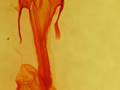 genitalia view of adult Euxoa sculptilis