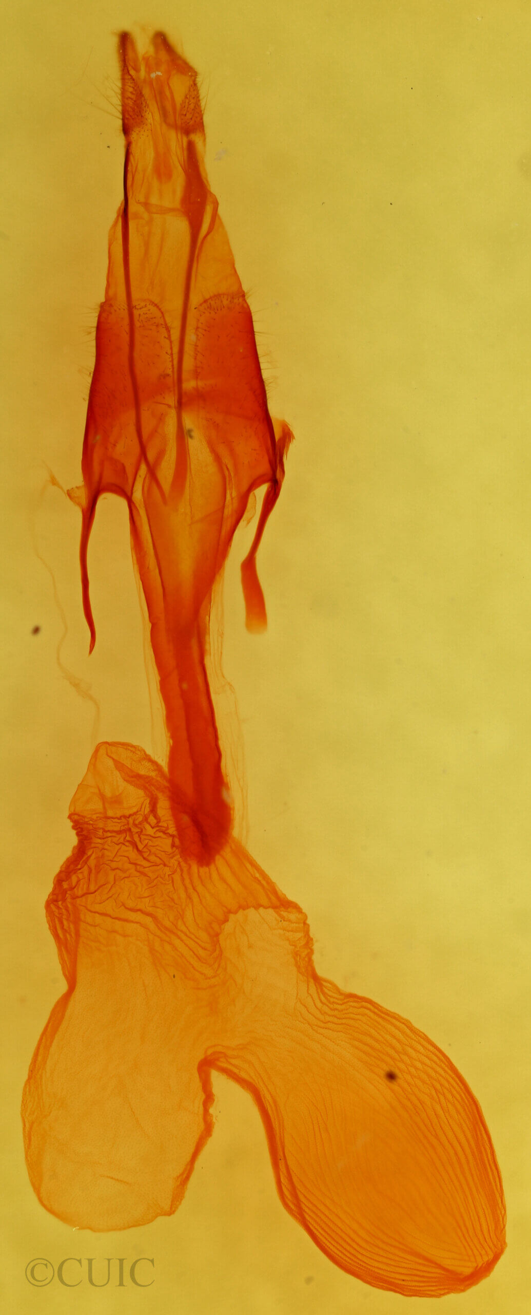 genitalia view of adult Euxoa sculptilis