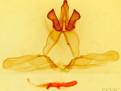 genitalia view of adult Euhyparpax rosea