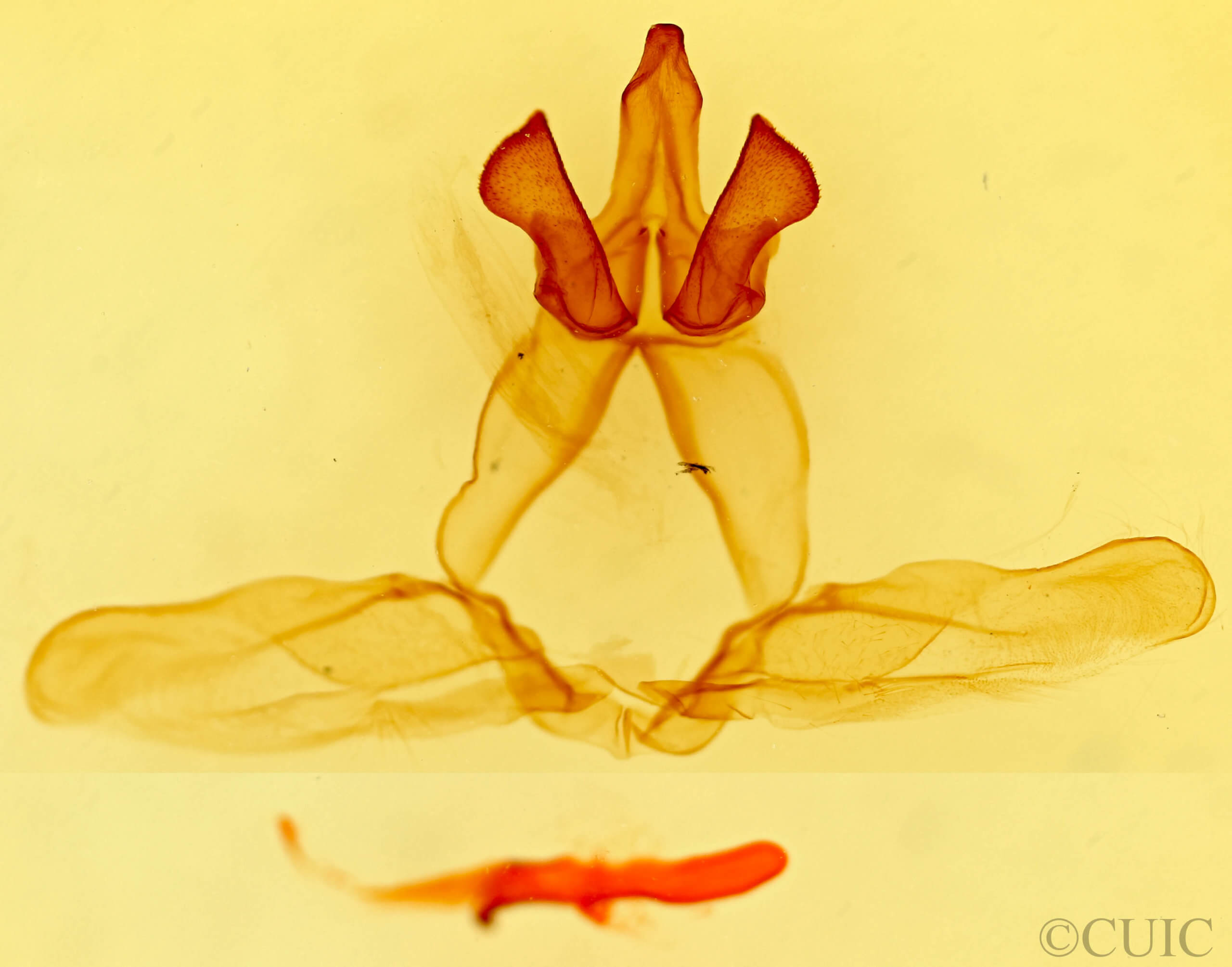 genitalia view of adult Euhyparpax rosea