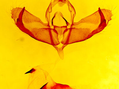 genitalia view of adult Panthea judyae