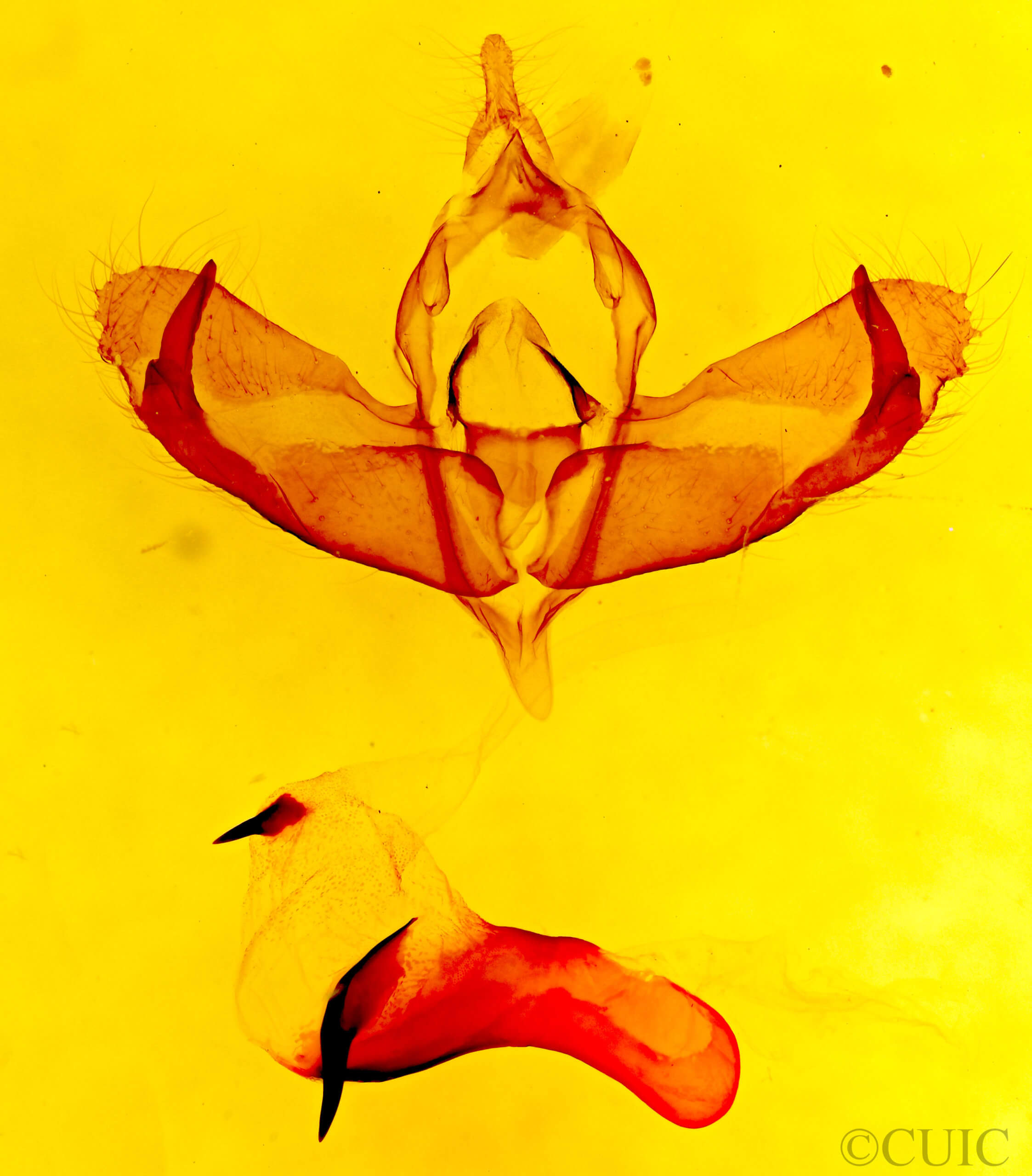 genitalia view of adult Panthea judyae