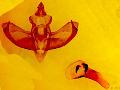 genitalia view of adult Panthea gigantea