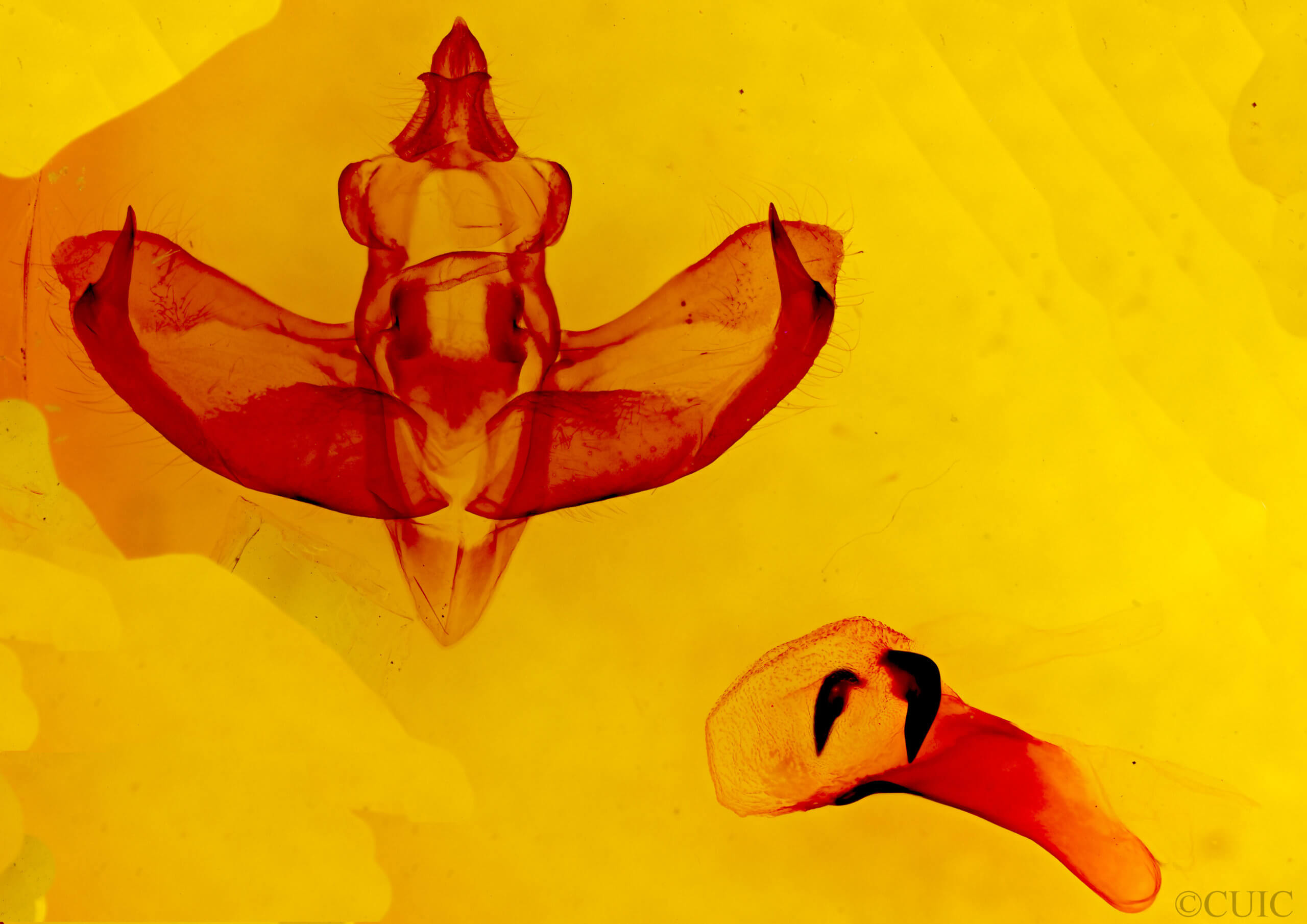 genitalia view of adult Panthea gigantea