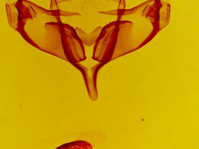 genitalia view of adult Neopanthea apanthea