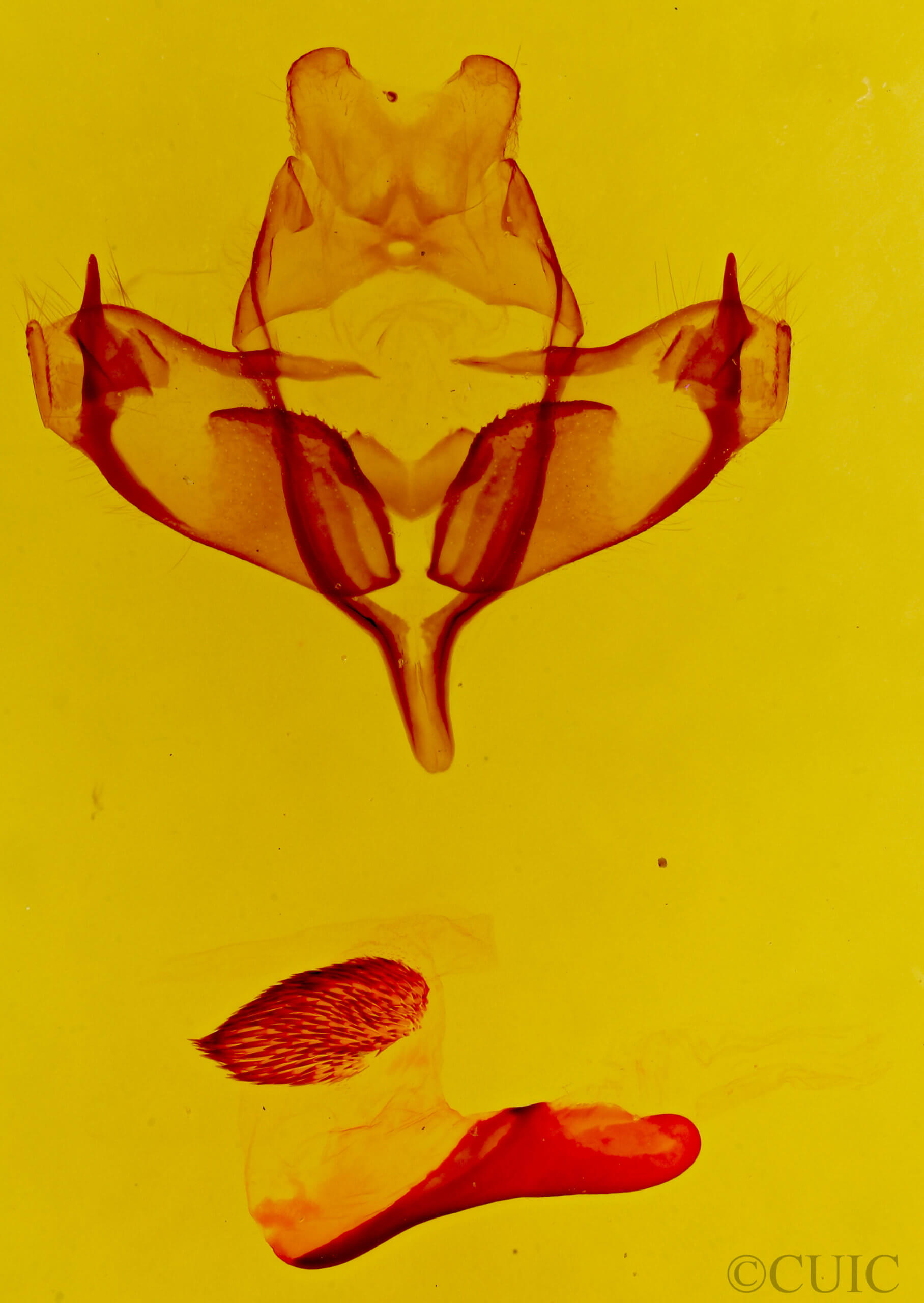 genitalia view of adult Neopanthea apanthea