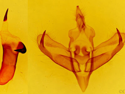 genitalia view of adult Panthea virginarius