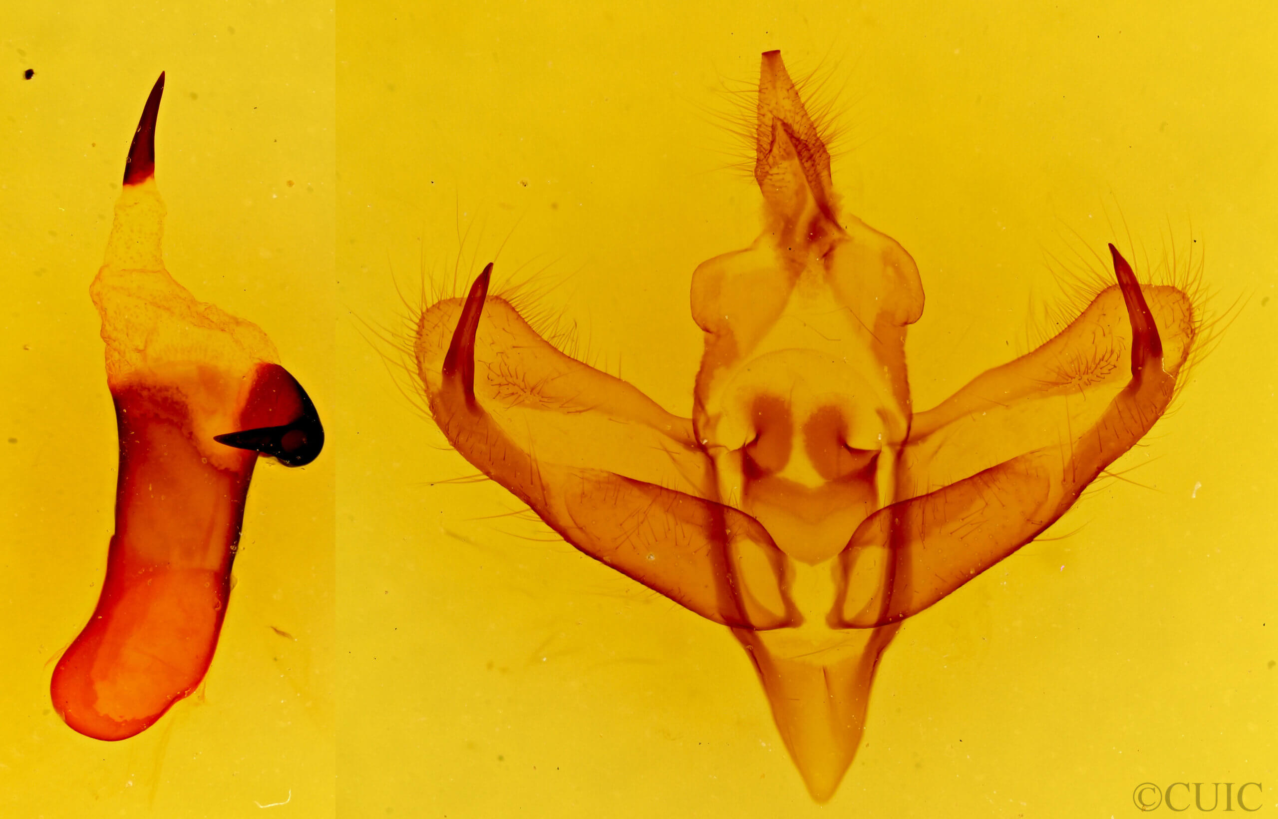 genitalia view of adult Panthea virginarius