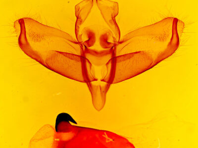 genitalia view of adult Panthea virginarius